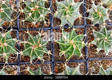 Beaucoup de petits cactus 'Astrophytum ornatum' en pot de fleurs avec des pierres. Aussi appelé « chapeau d'évêque » ou « cactus de la hotte de moine » Banque D'Images