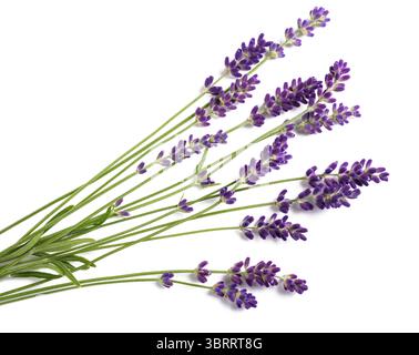 Bouquet de fleurs de lavande isolé sur fond blanc Banque D'Images