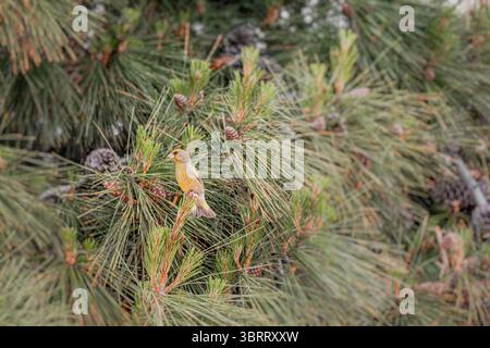 Petit oiseau jaune perché sur une branche de conifère, entouré de pommes de pin, dans son habitat naturel Banque D'Images