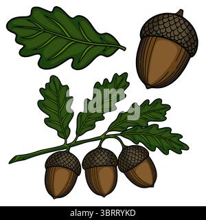 Une charmante illustration vectorielle de glands et de feuilles de chêne, méticuleusement détaillée avec de riches teintes brunes et vert foncé, parfaite pour les dessins automnaux. Illustration de Vecteur