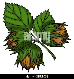 Une illustration vectorielle vibrante de trois noisettes nichées dans leurs enveloppes vertes protectrices et leurs feuilles, présentant un style détaillé dessiné à la main avec R Illustration de Vecteur