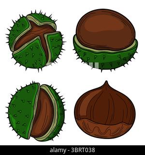 Illustration vectorielle détaillée de quatre châtaignes, présentant des versions entières et moitiées avec des balles épaisses et des noix brunes lisses, idéales pour la conception automnale Illustration de Vecteur