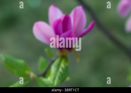 Fond flou, abstraction de la nature, couleur violette magnolia douce floraison dans le jardin de printemps sur fond vert Banque D'Images