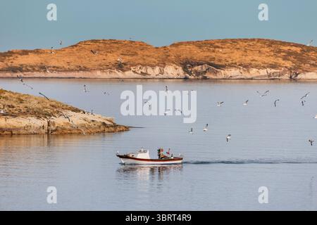Petit bateau de pêche naviguant dans l'eau calme près de la côte avec un troupeau de mouettes volant et suivant le bateau, espérant un peu de poisson Banque D'Images