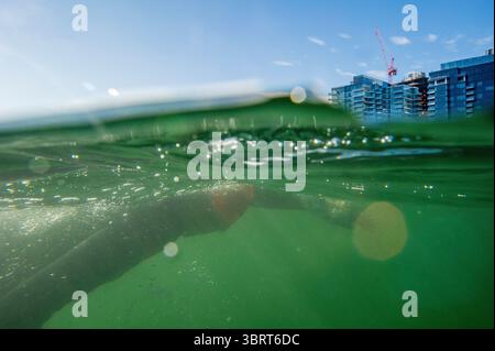20 septembre 2020, Boston, Massachusetts, États-Unis : des nageurs composés de vétérans militaires et de civils participent à une nage en eau libre de 5 km, le Boston Frogman Swim, au profit de la Navy Seal Foundation, une association à but non lucratif, dans le port de Boston à Boston, Massachusetts, le dimanche 20 septembre 2020. (Crédit image : © Joseph Prezioso/ZUMA Wire) Banque D'Images