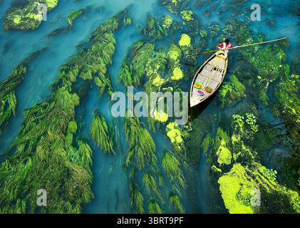 Vue aérienne d'un bateau naviguant à travers les plantes vertes vives de la rivière, créant un contraste saisissant avec les teintes bleues de l'eau, Sirajganj, Rajshahi Division, Bangladesh. Banque D'Images