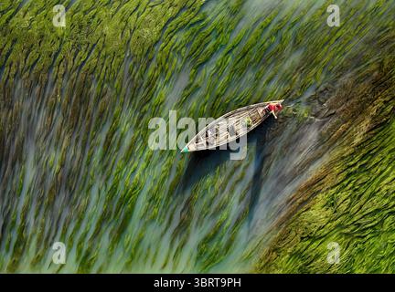 Vue aérienne d'un bateau en bois naviguant doucement dans les eaux remplies d'algues près de Krisokgonj Bazar, Sirajganj, Rajshahi Division, Bangladesh. Banque D'Images