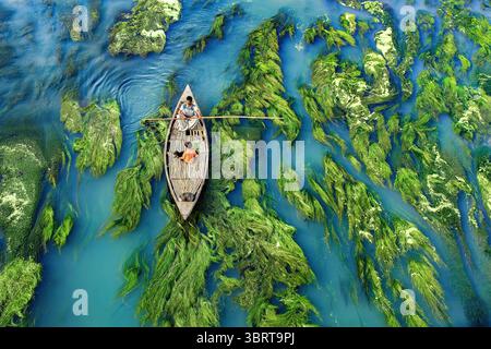 Vue aérienne d'un bateau navigue dans l'eau bleue, entrecoupée de plantes aquatiques vertes vibrantes, créant un contraste saisissant à Krisokgonj Bazar, division Rajshahi, Bangladesh. Banque D'Images
