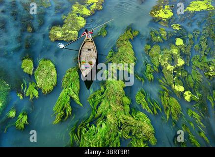 Vue aérienne d'un batelier solitaire qui traverse l'étreinte de la rivière, au milieu d'algues vertes vibrantes contrastant avec les profondeurs de l'eau le long de Krisokgonj Bazar, Sirajganj, Rajshahi Division, Bangladesh. Banque D'Images