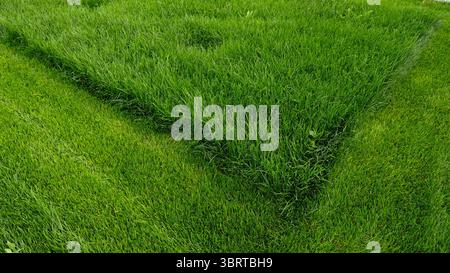 Tondre la pelouse envahie, une partie de l'herbe a été coupée. Contraste d'herbe verte éclatante, avec section parfaitement tondue à côté de la zone envahie. Banque D'Images