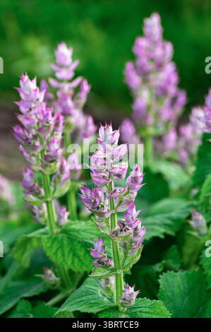 Fleurs de sauge fraîche argileuse avec des teintes violettes et des tiges vertes, connues pour leurs propriétés anti-inflammatoires, antiseptiques et relaxantes dans les plantes traditionnelles Banque D'Images