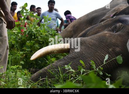 26 septembre 2020, Guwahati, Inde : des villageois indiens regardent la carcasse d'un sauvage qui est mort dans la forêt de la réserve de Rani, à la périphérie de Guwahati. Deux éléphants sauvages ont été électrocutés alors qu'ils se nourrissaient de plants de bambou qui touchaient un fil électrique. (Crédit image : © Dasarath Deka/ZUMA Wire) Banque D'Images