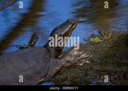 Tortue à coquille molle de Floride pointe nez pointu et pieds palmés Banque D'Images