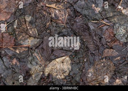 Gros plan détaillé de feuilles mortes naturelles sur un sol forestier, affichant leurs textures complexes et leurs tons terreux variables. L'image capture des thèmes Banque D'Images