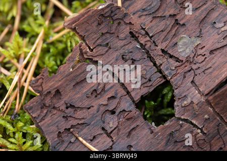 Macro-plan détaillé d'écorce d'arbre altérée sur de la mousse, mettant en valeur des textures et des motifs fascinants dans un environnement forestier naturel Banque D'Images