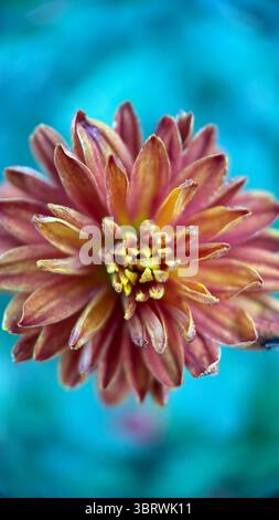 Photographie macro de fleur de Marigold . Banque D'Images
