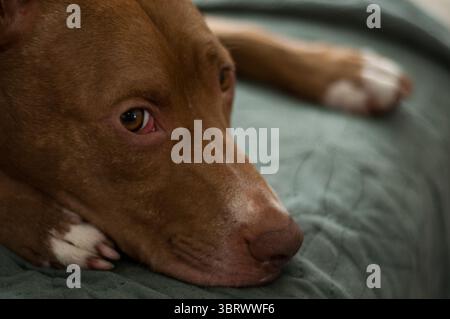 Terrier mix posé sur le lit gros plan Banque D'Images