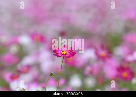 Fleur de Cosmos rose en fleurs Banque D'Images