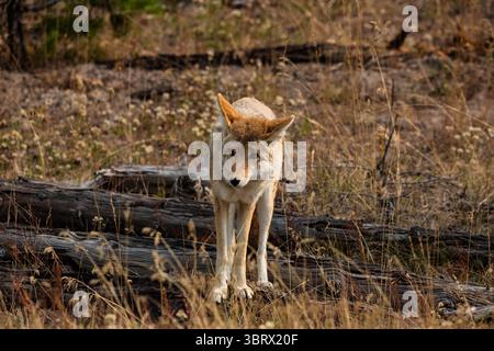 15 septembre 2020, parc national de Yellowstone, Wyoming, États-Unis : un coyote, Canis latrans, dans le parc national de Yellowstone, Wyoming. (Crédit image : © Jon G. Fuller/VW pics via ZUMA Wire) Banque D'Images