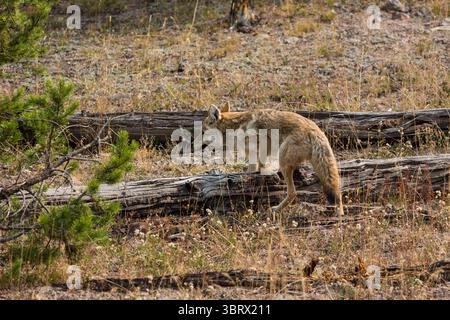 15 septembre 2020, parc national de Yellowstone, Wyoming, États-Unis : un coyote, Canis latrans, dans le parc national de Yellowstone, Wyoming. (Crédit image : © Jon G. Fuller/VW pics via ZUMA Wire) Banque D'Images