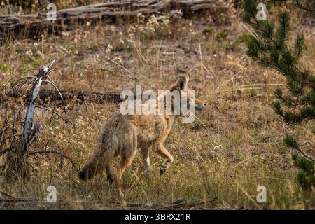 15 septembre 2020, parc national de Yellowstone, Wyoming, États-Unis : un coyote, Canis latrans, dans le parc national de Yellowstone, Wyoming. (Crédit image : © Jon G. Fuller/VW pics via ZUMA Wire) Banque D'Images