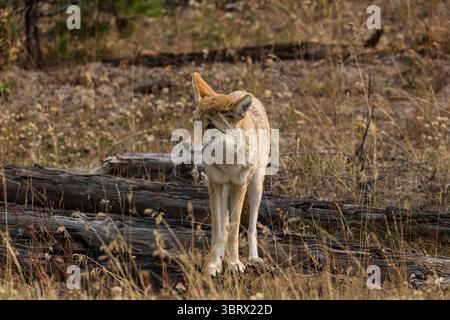 15 septembre 2020, parc national de Yellowstone, Wyoming, États-Unis : un coyote, Canis latrans, dans le parc national de Yellowstone, Wyoming. (Crédit image : © Jon G. Fuller/VW pics via ZUMA Wire) Banque D'Images
