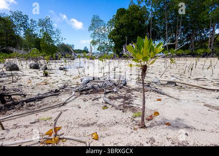 Curieuse Island, Seychellen. 27 juin 2025. Mangroves sur curieuse Island, Seychelles, 2 juillet 2025. Crédit : dpa/Alamy Live News Banque D'Images