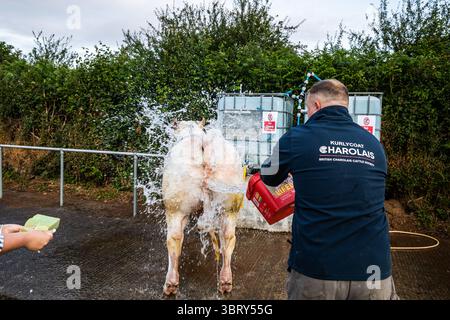 Stithians, Cornouailles, Royaume-Uni. 14 juillet 2025. Le spectacle Stithians a eu lieu aujourd'hui malgré de fortes averses de pluie. Cornwall plus grand salon agricole d'un jour, offre un goût traditionnel de la vie rurale. Stithians Show avait quelque chose pour tout le monde ; expositions et démonstrations, animaux, foire, véhicules anciens, nourriture et artisanat et un grand choix de shopping dans les stands commerciaux et les producteurs locaux. Crédit : Keith Larby/Alamy Live News Banque D'Images