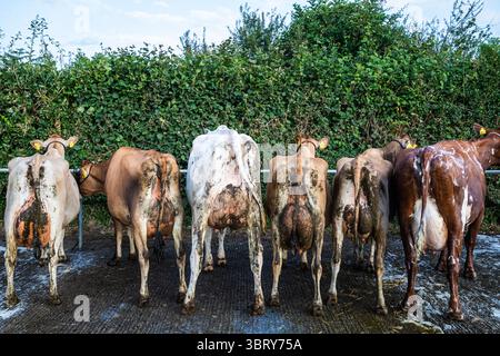 Stithians, Cornouailles, Royaume-Uni. 14 juillet 2025. Le spectacle Stithians a eu lieu aujourd'hui malgré de fortes averses de pluie. Cornwall plus grand salon agricole d'un jour, offre un goût traditionnel de la vie rurale. Stithians Show avait quelque chose pour tout le monde ; expositions et démonstrations, animaux, foire, véhicules anciens, nourriture et artisanat et un grand choix de shopping dans les stands commerciaux et les producteurs locaux. Crédit : Keith Larby/Alamy Live News Banque D'Images