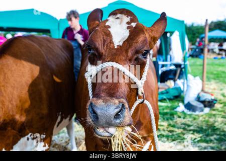 Stithians, Cornouailles, Royaume-Uni. 14 juillet 2025. Le spectacle Stithians a eu lieu aujourd'hui malgré de fortes averses de pluie. Cornwall plus grand salon agricole d'un jour, offre un goût traditionnel de la vie rurale. Stithians Show avait quelque chose pour tout le monde ; expositions et démonstrations, animaux, foire, véhicules anciens, nourriture et artisanat et un grand choix de shopping dans les stands commerciaux et les producteurs locaux. Crédit : Keith Larby/Alamy Live News Banque D'Images