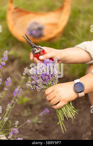 Femme récoltant des fleurs de lavande dans un champ avec des ciseaux et un panier sur fond Banque D'Images