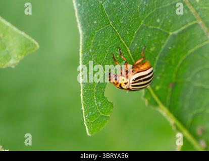 Coléoptère de la pomme de terre du Colorado grimpant et mangeant une tige de plante de tomate Banque D'Images