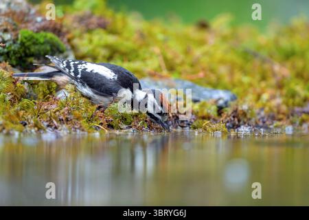 Grand pic tacheté (Dendrocopos major) buvant. Photo de Hov, dans l'est de la Norvège, en juin. Banque D'Images
