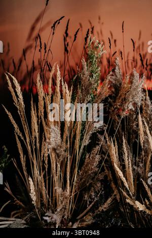 Herbes d'automne séchées silhouettées sur un fond chaud et coucher de soleil. la scène essence sereine et paisible d'un paysage d'automne. Banque D'Images