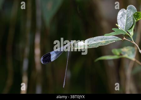 Hélicoptère géant à ailes bleues mâle damselfly - Megaloprepus caerulatus Banque D'Images