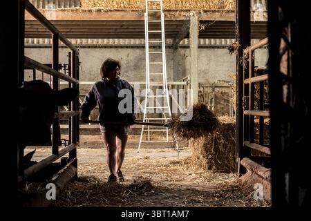 Femmes travaillant dans la ferme - nettoyer l'écurie et mettre du foin pour les vaches dans l'écurie et les granges | Epouse et femme d'ascenseur dans la Banque D'Images