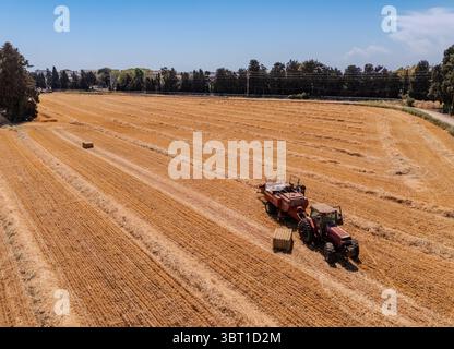 Vue aérienne d'un tracteur rouge récoltant du foin dans un champ doré sous un ciel bleu clair, sa'Ar, North District, Israël. Banque D'Images