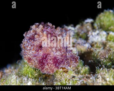 Nudibranche Carminodoris grandiflora Banque D'Images