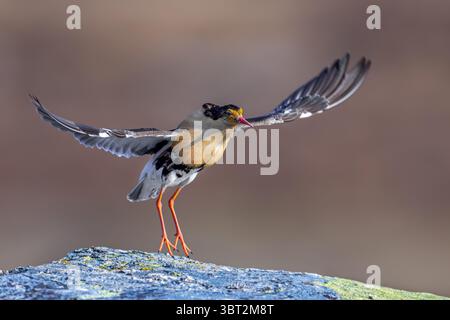 Ruff (Calidris pugnax) mâle territorial dans le plumage de reproduction montrant par saut lors de l'exposition de cour à lek au printemps, Scandinavie Banque D'Images