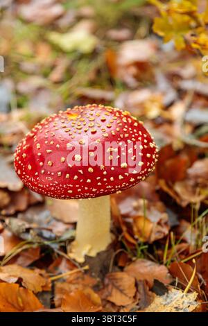 Une image détaillée d'un champignon amanita muscaria poussant dans des feuilles brunes tombées, capturé dans une forêt hollandaise tranquille pendant l'automne Banque D'Images