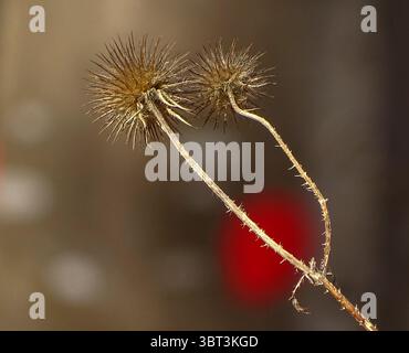 Une photo macro d'une plante sauvage sèche et épineuse dessinée sur un fond légèrement flou de couleur café avec un bokeh naturel. Une image d'automne symbolique. Banque D'Images