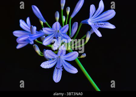 Gros plan de la fleur d'un lis africain ou fleur d'amour (Agapanthus), Allemagne, Europe Banque D'Images