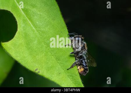 Solitaire patchwork Leaf cutter Bee, Megachile centuncularis, dimensionnement d'une feuille de chèvrefeuille pour la construction du nid Banque D'Images