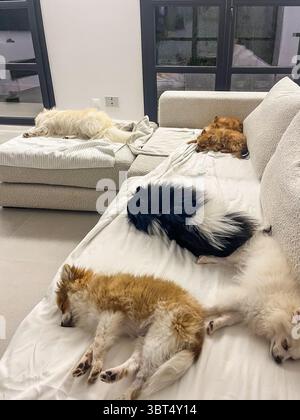 Groupe de six chiens poméraniens dormant sur un canapé moelleux, affichant différentes couleurs et textures de fourrure, créant une atmosphère sereine et confortable dans un style Banque D'Images
