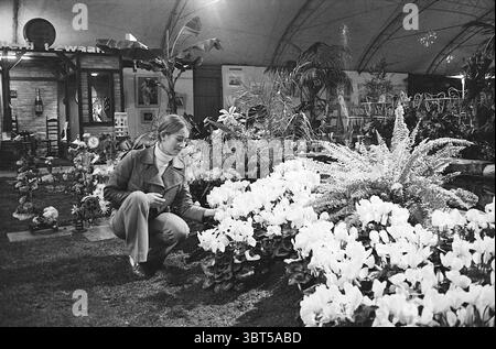 Flora show Halfweg Flower exhibition, Whizgle News, Dutch Desk, The Netherlands, 1950 - 2000 sur 06-11-1969. Ces rubriques apparaissent dans l'image. Dans un jardin intérieur animé, une femme s'agenouille au milieu d'un éventail de fleurs en fleurs, en particulier un cyclamen blanc frappant avec des pétales veloutés qui contrastent magnifiquement avec le feuillage vert luxuriant qui les entoure. Elle est habillée dans une tenue élégante, avec une veste en cuir et un pantalon ajusté, alliant à la fois un look décontracté et sophistiqué. L'atmosphère dégage un sentiment de tranquillité, mis en évidence par les courbes douces de la stru de la serre Banque D'Images