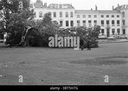Arbre brisé dans le jardin du palais de Soestdijk, Whizgle News, Dutch Desk, pays-Bas, 1950 - 2000 le 07-07-1969. Ce sont les éléments de l'image. Dans une zone spacieuse et herbacée, un grand arbre déraciné s'étend sur le sol, ses racines tordues exposées et nouées. La canopée expansive de l’arbre, autrefois luxuriante et verte, se trouve maintenant en désordre, avec des feuilles dispersées autour d’elle, faisant allusion à des perturbations récentes. Au premier plan, deux personnages traversent l'herbe, leurs silhouettes sombres contre l'environnement plus lumineux. Une personne est légèrement plus grande, peut-être un adulte, tandis que l'autre semble plus petite, Banque D'Images