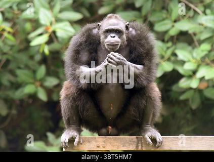 Patna, Inde. 14 juillet 2025. PATNA, INDE - 14 JUILLET : chimpanzé à l'occasion de la Journée mondiale des chimpanzés à Sanjay Gandhi Jaivik Udyan le 14 juillet 2025 à Patna, Inde. (Photo de Santosh Kumar/Hindustan Times/Sipa USA) crédit : Sipa USA/Alamy Live News Banque D'Images
