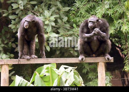 Patna, Inde. 14 juillet 2025. PATNA, INDE - 14 JUILLET : chimpanzé à l'occasion de la Journée mondiale des chimpanzés à Sanjay Gandhi Jaivik Udyan le 14 juillet 2025 à Patna, Inde. (Photo de Santosh Kumar/Hindustan Times/Sipa USA) crédit : Sipa USA/Alamy Live News Banque D'Images