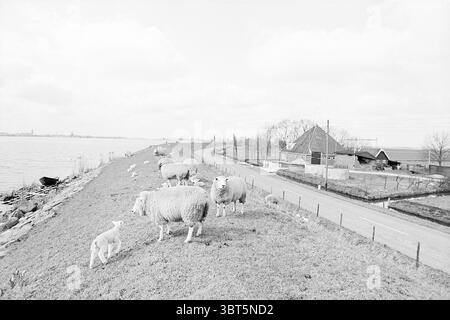Report Katwoude Report, Whizgle News, Dutch Desk, pays-Bas, 1950 - 2000 on 23-03-1971. Voici les rubriques de l'image. La scène est caractérisée par un paysage serein qui s'étend le long d'une voie navigable. Des collines douces et vallonnées s'élèvent doucement du bord de l'eau, tandis qu'un groupe de moutons pèle paisiblement sur une herbe verte luxuriante. Les moutons, de taille variable, présentent des manteaux pelucheux et laineux qui contrastent avec le terrain herbeux. Un agneau curieux est positionné plus près du spectateur, attirant l'attention par son énergie jeune. En arrière-plan, une ferme pittoresque se trouve près de l'eau, sa structure featur Banque D'Images