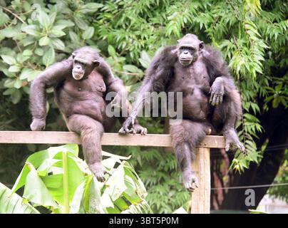 Patna, Inde. 14 juillet 2025. PATNA, INDE - 14 JUILLET : chimpanzé à l'occasion de la Journée mondiale des chimpanzés à Sanjay Gandhi Jaivik Udyan le 14 juillet 2025 à Patna, Inde. (Photo de Santosh Kumar/Hindustan Times/Sipa USA) crédit : Sipa USA/Alamy Live News Banque D'Images